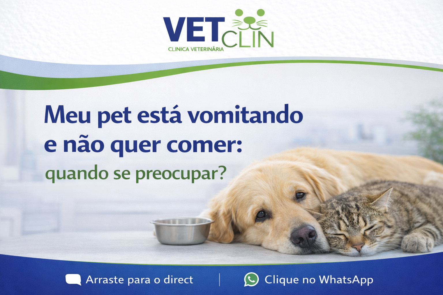 Meu pet está vomitando e não quer comer: quando se preocupar?