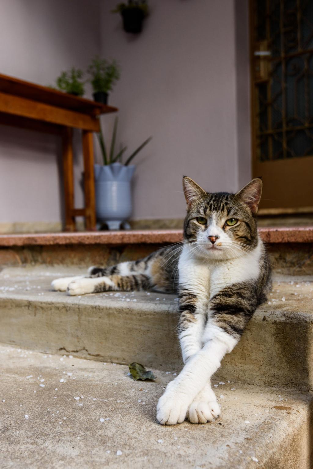 Gato - SRD (Sem Raça Definida)